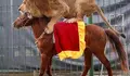Moción para declarar o Concello de Noia Vila libre de circos con animais