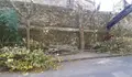 Podas agresivas